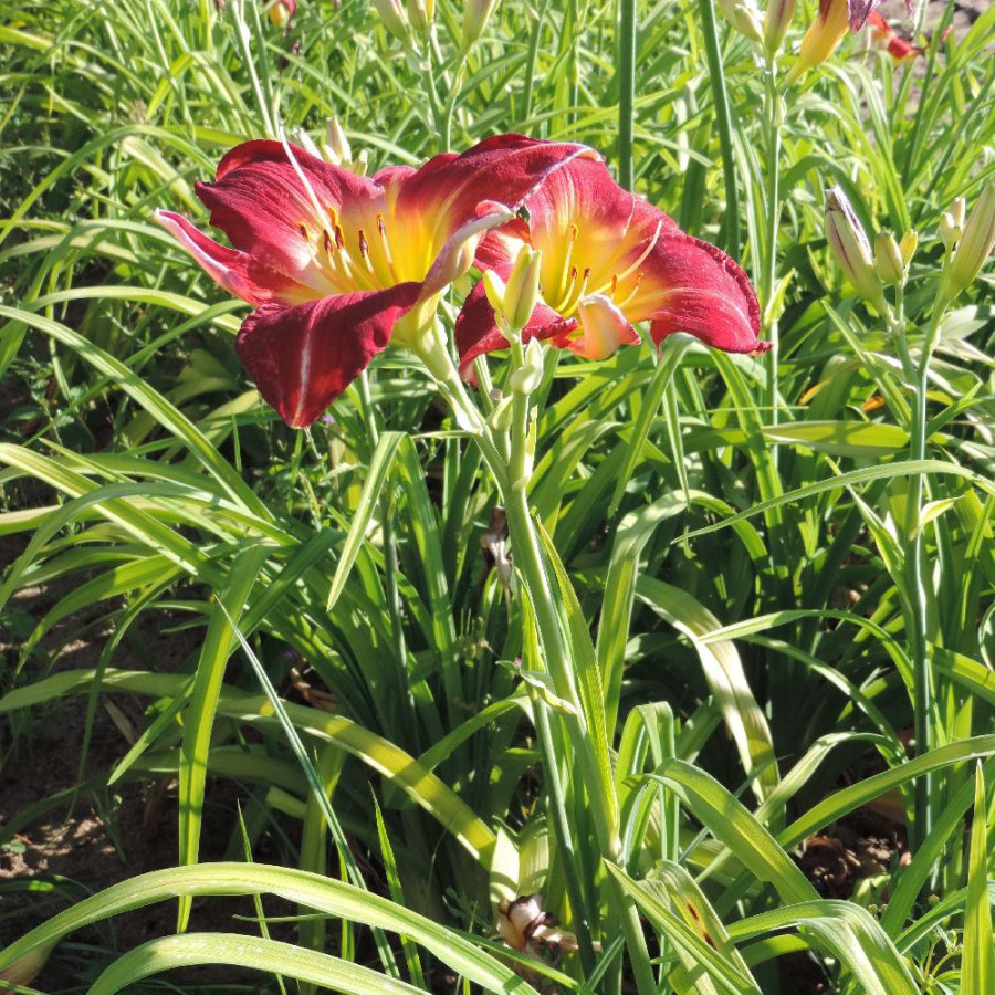 Plantes Vivaces HEMEROCALLIS 'Cherry Festival' - Hémérocalle en vente - Lis d'un jour en vente - Pépinière Lepage .