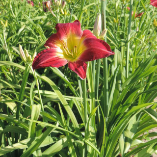 Plantes Vivaces HEMEROCALLIS 'Cherry Festival' - Hémérocalle en vente - Lis d'un jour en vente - Pépinière Lepage .
