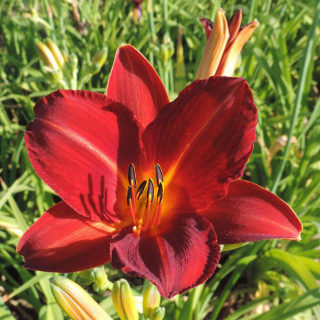 plantes-vivaces-hemerocallis-chicago-fire-hemerocalle-en-vente-lis-d-un-jour-en-vente-pepiniere-lepage-