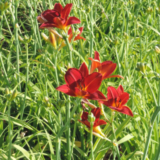 Plantes Vivaces HEMEROCALLIS 'Chicago Fire' - Hémérocalle en vente - Lis d'un jour en vente - Pépinière Lepage .
