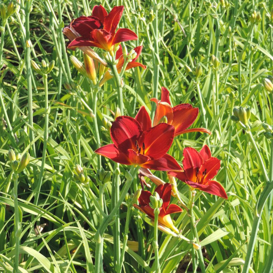 Plantes Vivaces HEMEROCALLIS 'Chicago Fire' - Hémérocalle en vente - Lis d'un jour en vente - Pépinière Lepage .