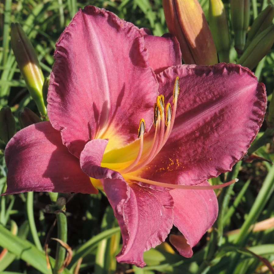 Plantes Vivaces HEMEROCALLIS 'Chicago Queen' - Hémérocalle en vente - Lis d'un jour en vente - Pépinière Lepage .