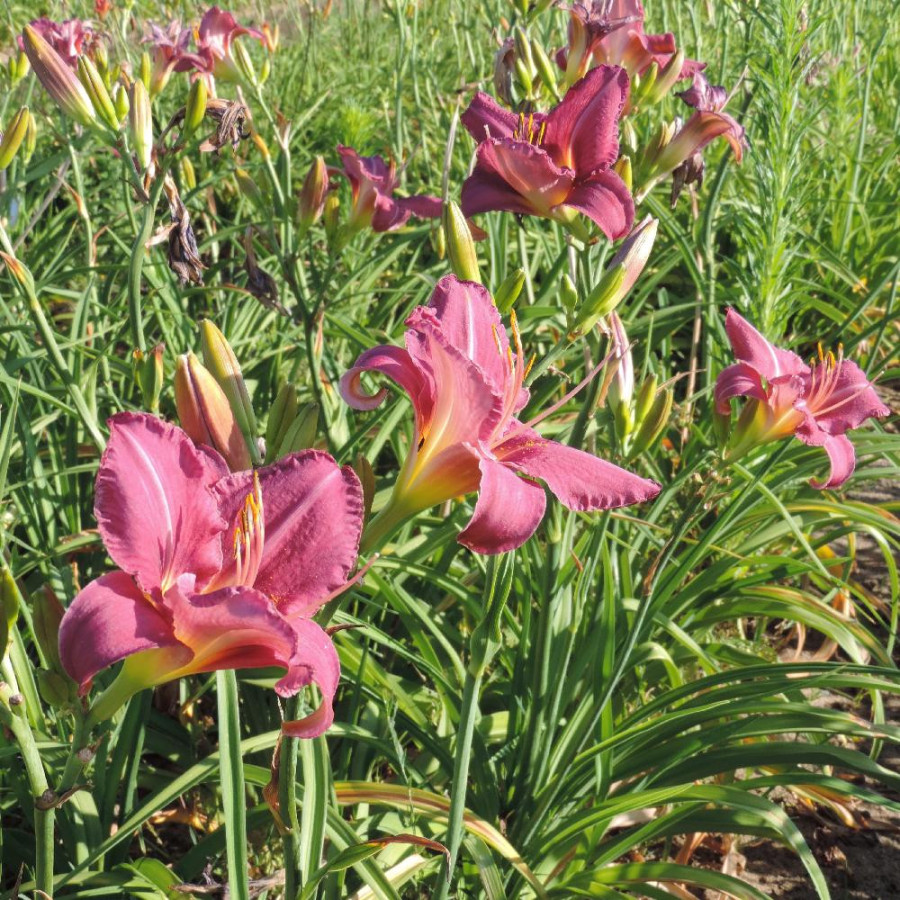 Plantes Vivaces HEMEROCALLIS 'Chicago Queen' - Hémérocalle en vente - Lis d'un jour en vente - Pépinière Lepage .