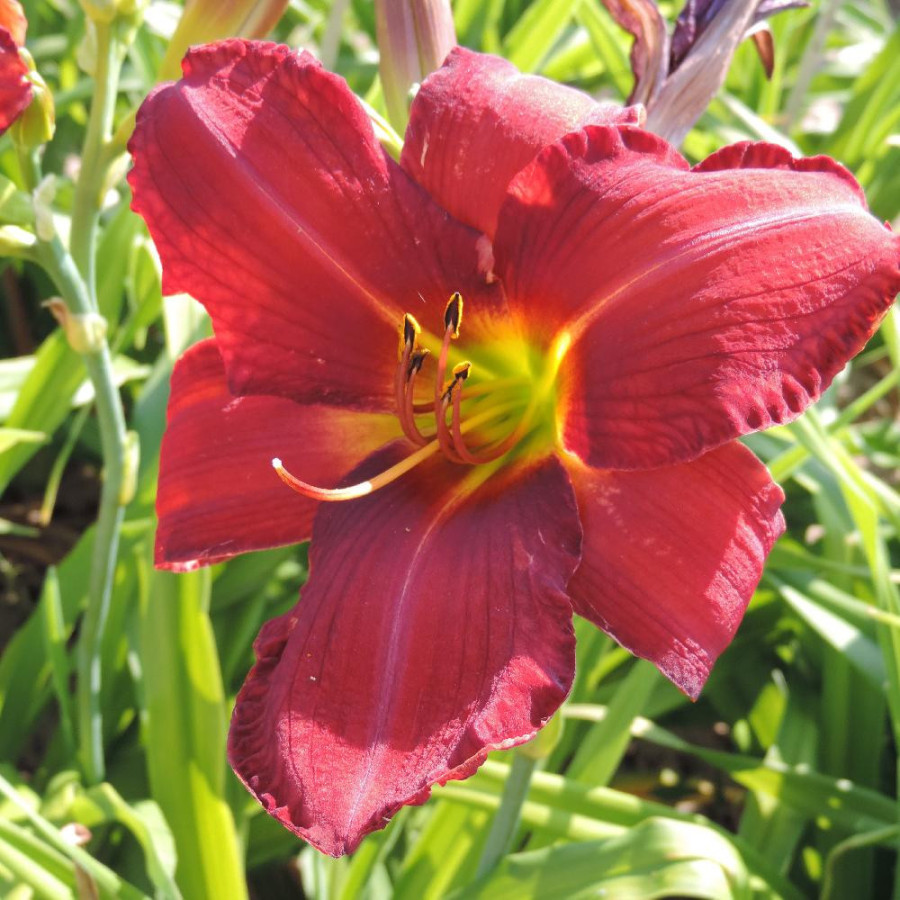 Plantes Vivaces HEMEROCALLIS 'Chicago Rosy' - Hémérocalle en vente - Lis d'un jour en vente - Pépinière Lepage .