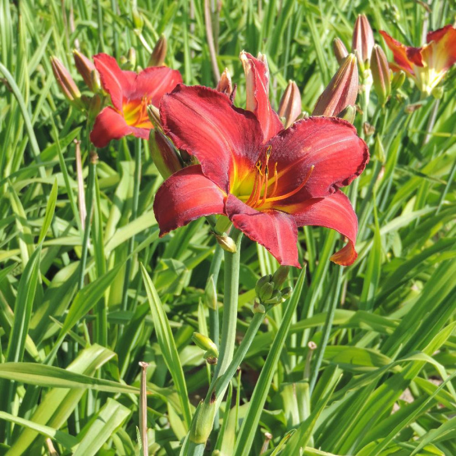 Plantes Vivaces HEMEROCALLIS 'Chicago Rosy' - Hémérocalle en vente - Lis d'un jour en vente - Pépinière Lepage .
