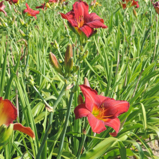 Plantes Vivaces HEMEROCALLIS 'Chicago Rosy' - Hémérocalle en vente - Lis d'un jour en vente - Pépinière Lepage .