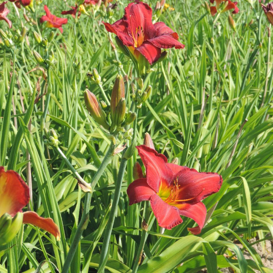Plantes Vivaces HEMEROCALLIS 'Chicago Rosy' - Hémérocalle en vente - Lis d'un jour en vente - Pépinière Lepage .