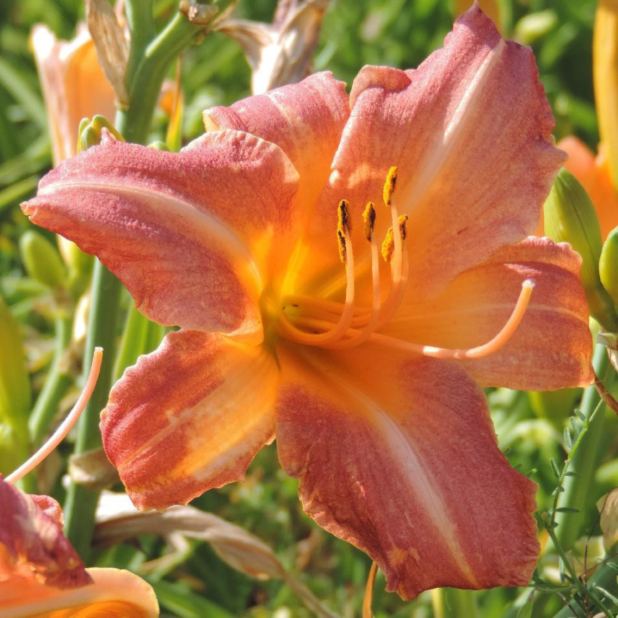 Plantes Vivaces HEMEROCALLIS 'Childrens Festival' - Hémérocalle en vente - Lis d'un jour en vente - Pépinière Lepage .