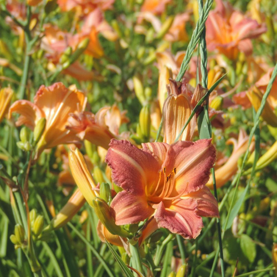 Plantes Vivaces HEMEROCALLIS 'Childrens Festival' - Hémérocalle en vente - Lis d'un jour en vente - Pépinière Lepage .