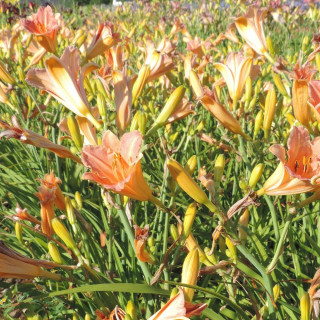 Plantes Vivaces HEMEROCALLIS 'Childrens Festival' - Hémérocalle en vente - Lis d'un jour en vente - Pépinière Lepage .