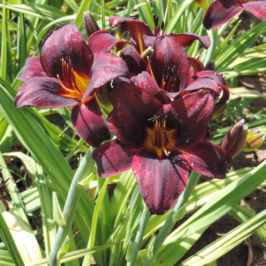 Plantes Vivaces HEMEROCALLIS 'Chocolate Candy' - Hémérocalle en vente - Lis d'un jour en vente - Pépinière Lepage .