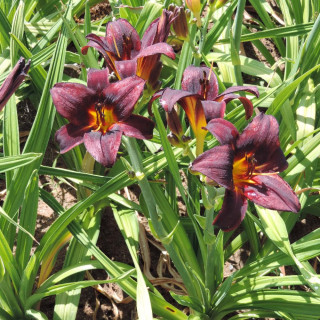 Plantes Vivaces HEMEROCALLIS 'Chocolate Candy' - Hémérocalle en vente - Lis d'un jour en vente - Pépinière Lepage .