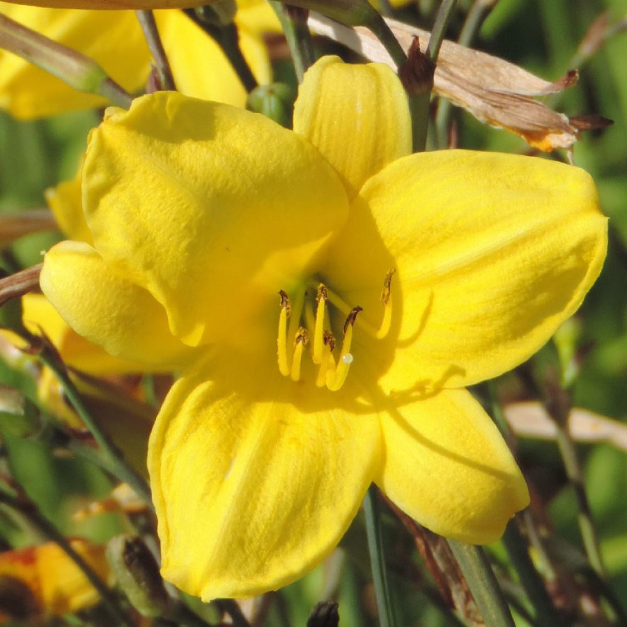 Plantes Vivaces HEMEROCALLIS 'Corky' - Hémérocalle en vente - Lis d'un jour en vente - Pépinière Lepage .
