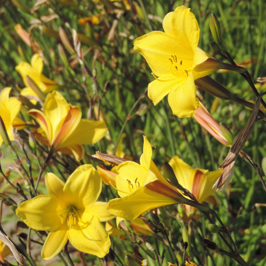 Plantes Vivaces HEMEROCALLIS 'Corky' - Hémérocalle en vente - Lis d'un jour en vente - Pépinière Lepage .