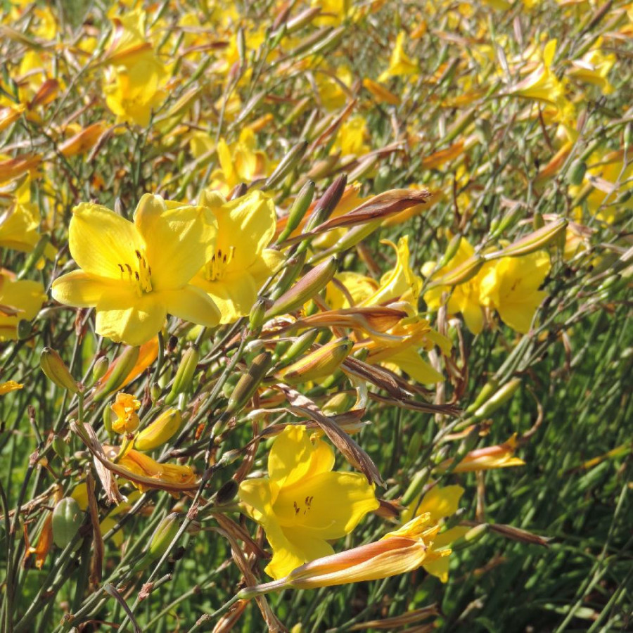 Plantes Vivaces HEMEROCALLIS 'Corky' - Hémérocalle en vente - Lis d'un jour en vente - Pépinière Lepage .