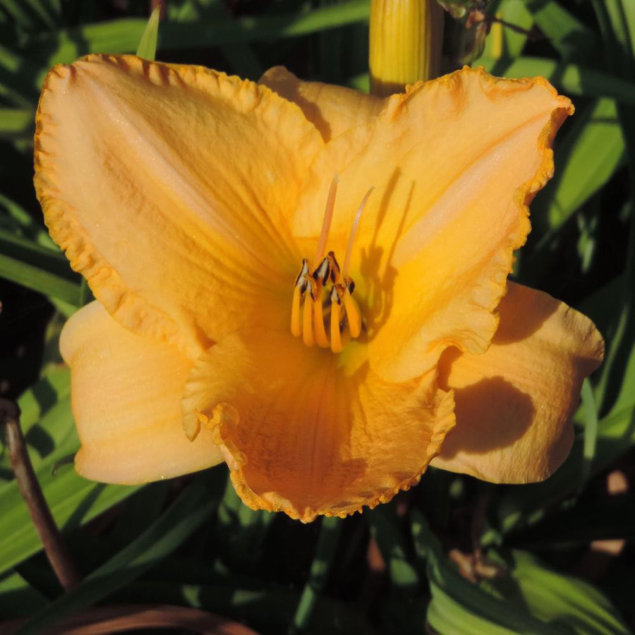 Plantes Vivaces HEMEROCALLIS 'Dancing Moonbeams' - Hémérocalle en vente - Lis d'un jour en vente - Pépinière Lepage .