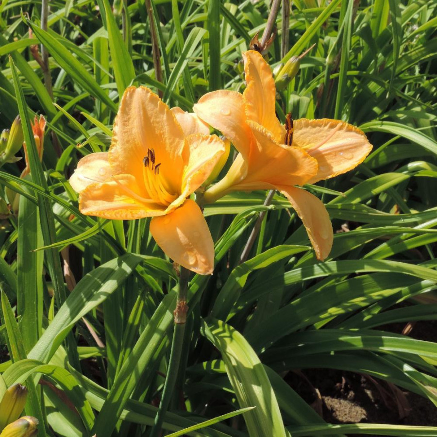 Plantes Vivaces HEMEROCALLIS 'Dancing Moonbeams' - Hémérocalle en vente - Lis d'un jour en vente - Pépinière Lepage .