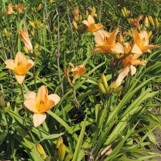 Plantes Vivaces HEMEROCALLIS 'Dancing Moonbeams' - Hémérocalle en vente - Lis d'un jour en vente - Pépinière Lepage .