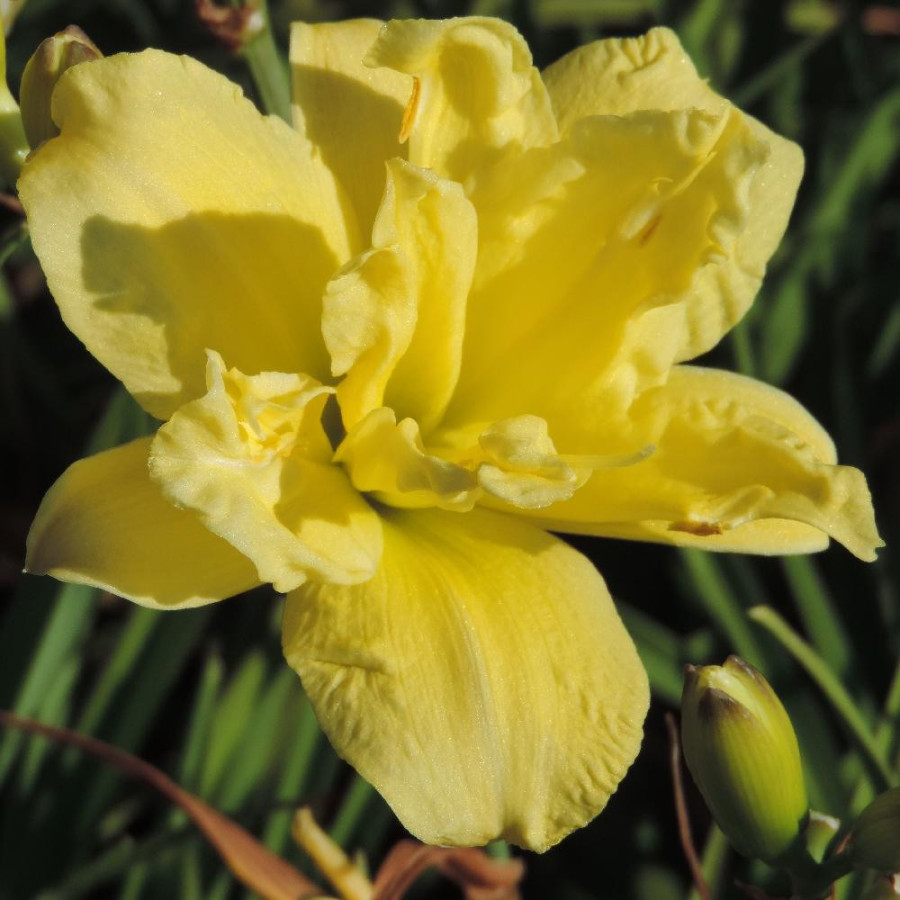 Plantes Vivaces HEMEROCALLIS 'Double River Wye' - Hémérocalle en vente - Lis d'un jour en vente - Pépinière Lepage .