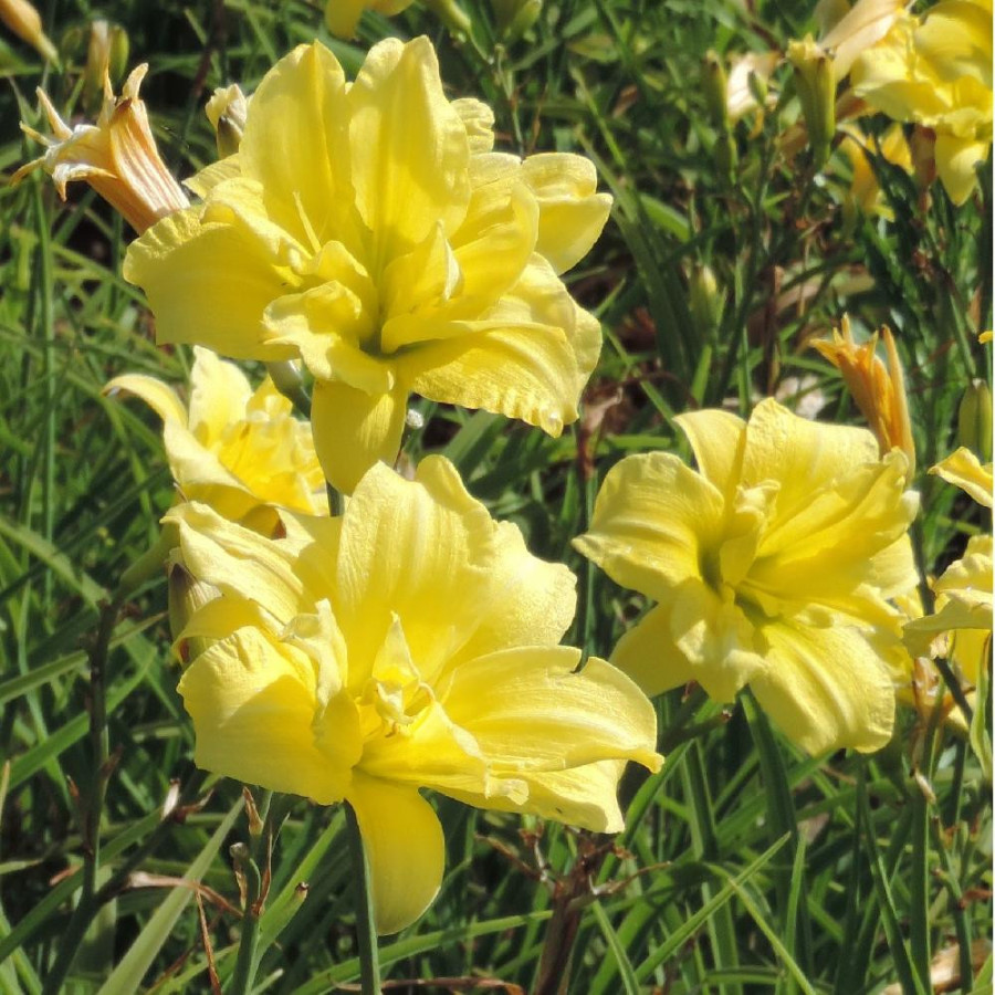 Plantes Vivaces HEMEROCALLIS 'Double River Wye' - Hémérocalle en vente - Lis d'un jour en vente - Pépinière Lepage .