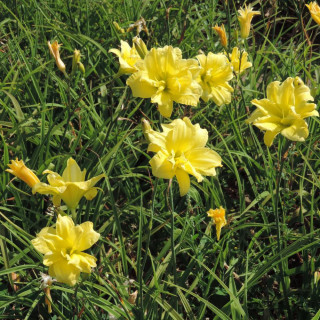 Plantes Vivaces HEMEROCALLIS 'Double River Wye' - Hémérocalle en vente - Lis d'un jour en vente - Pépinière Lepage .