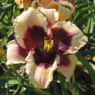 plantes-vivaces-hemerocallis-dream-legacy-hemerocalle-en-vente-lis-d-un-jour-en-vente-pepiniere-lepage-