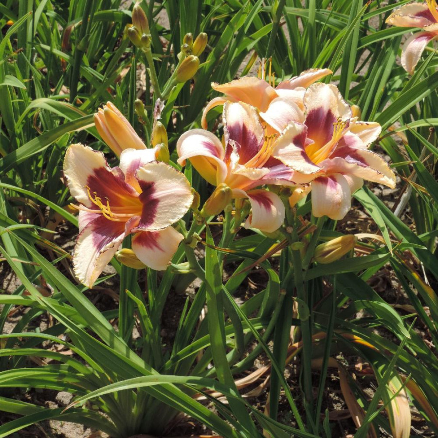 plantes-vivaces-hemerocallis-dream-legacy-hemerocalle-en-vente-lis-d-un-jour-en-vente-pepiniere-lepage-