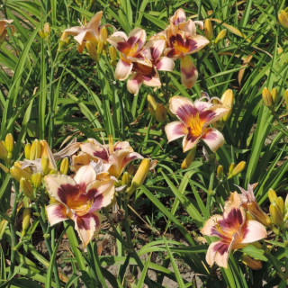plantes-vivaces-hemerocallis-dream-legacy-hemerocalle-en-vente-lis-d-un-jour-en-vente-pepiniere-lepage-