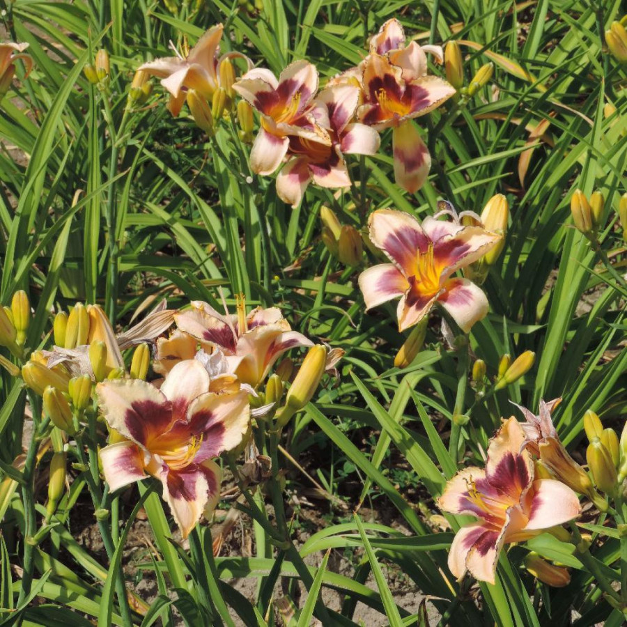plantes-vivaces-hemerocallis-dream-legacy-hemerocalle-en-vente-lis-d-un-jour-en-vente-pepiniere-lepage-
