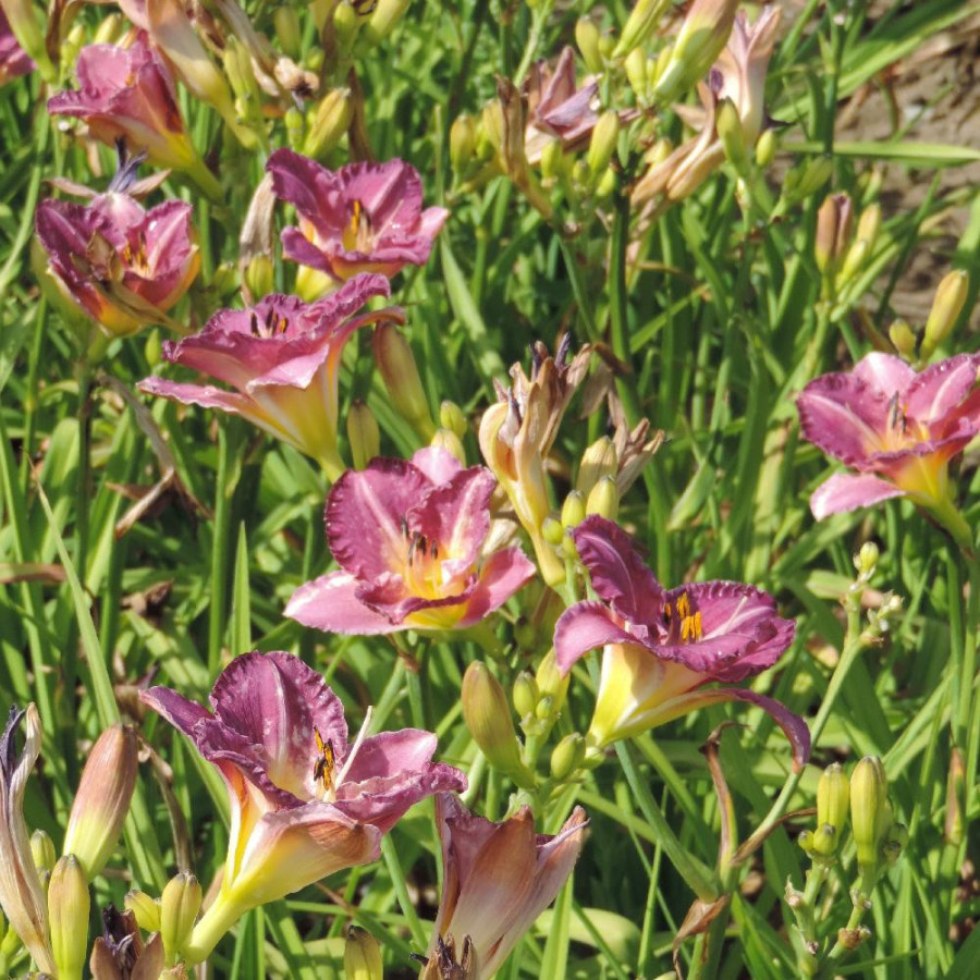plantes-vivaces-hemerocallis-entrapment-hemerocalle-en-vente-lis-d-un-jour-en-vente-pepiniere-lepage-