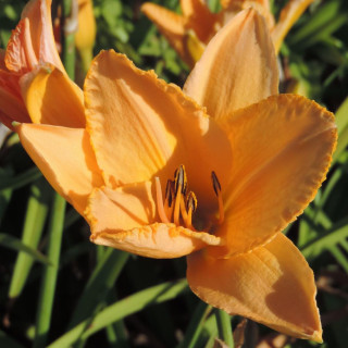 plantes-vivaces-hemerocallis-etched-in-gold-hemerocalle-en-vente-lis-d-un-jour-en-vente-pepiniere-lepage-