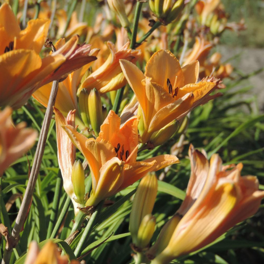Plantes Vivaces HEMEROCALLIS 'Etched in Gold' - Hémérocalle en vente - Lis d'un jour en vente - Pépinière Lepage .