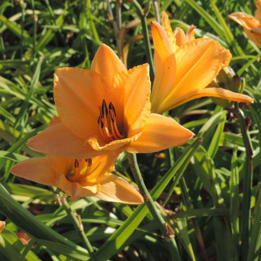 Plantes Vivaces HEMEROCALLIS 'Etched in Gold' - Hémérocalle en vente - Lis d'un jour en vente - Pépinière Lepage .