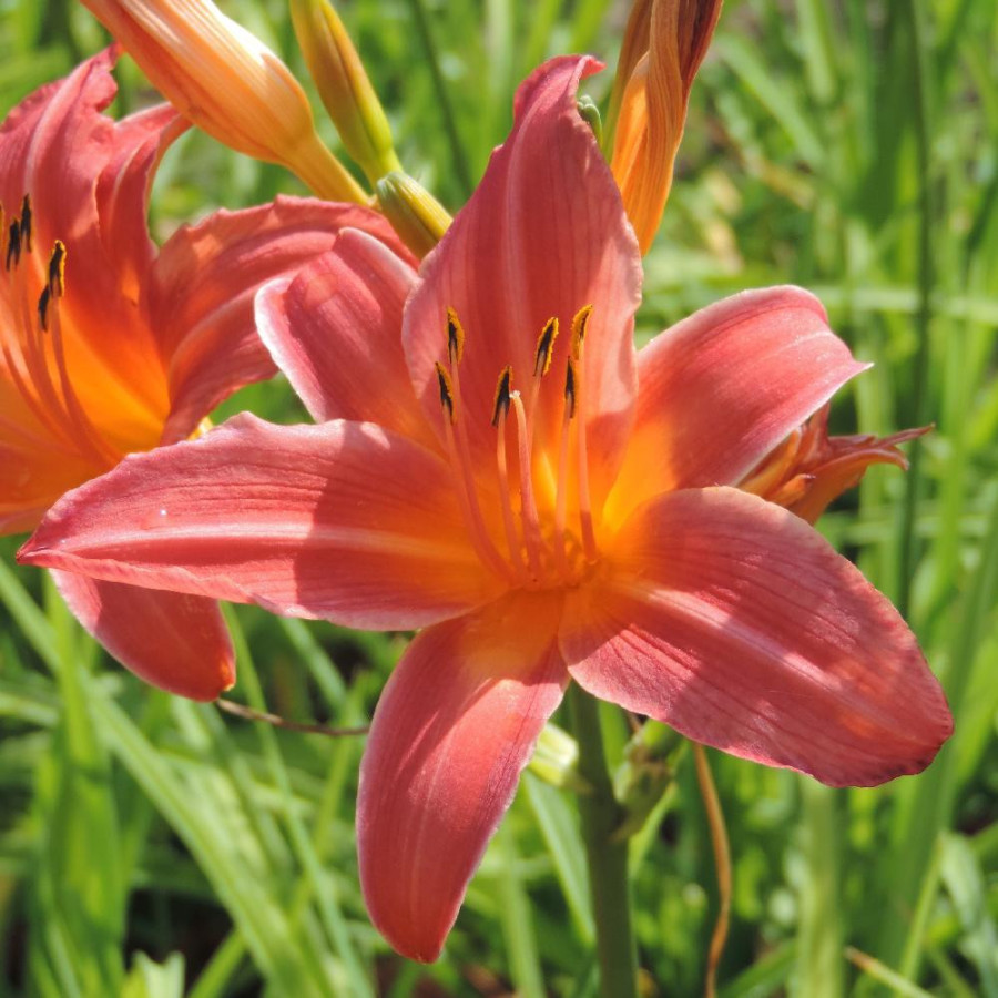 Plantes Vivaces HEMEROCALLIS 'Evelyn Claar' - Hémérocalle en vente - Lis d'un jour en vente - Pépinière Lepage .