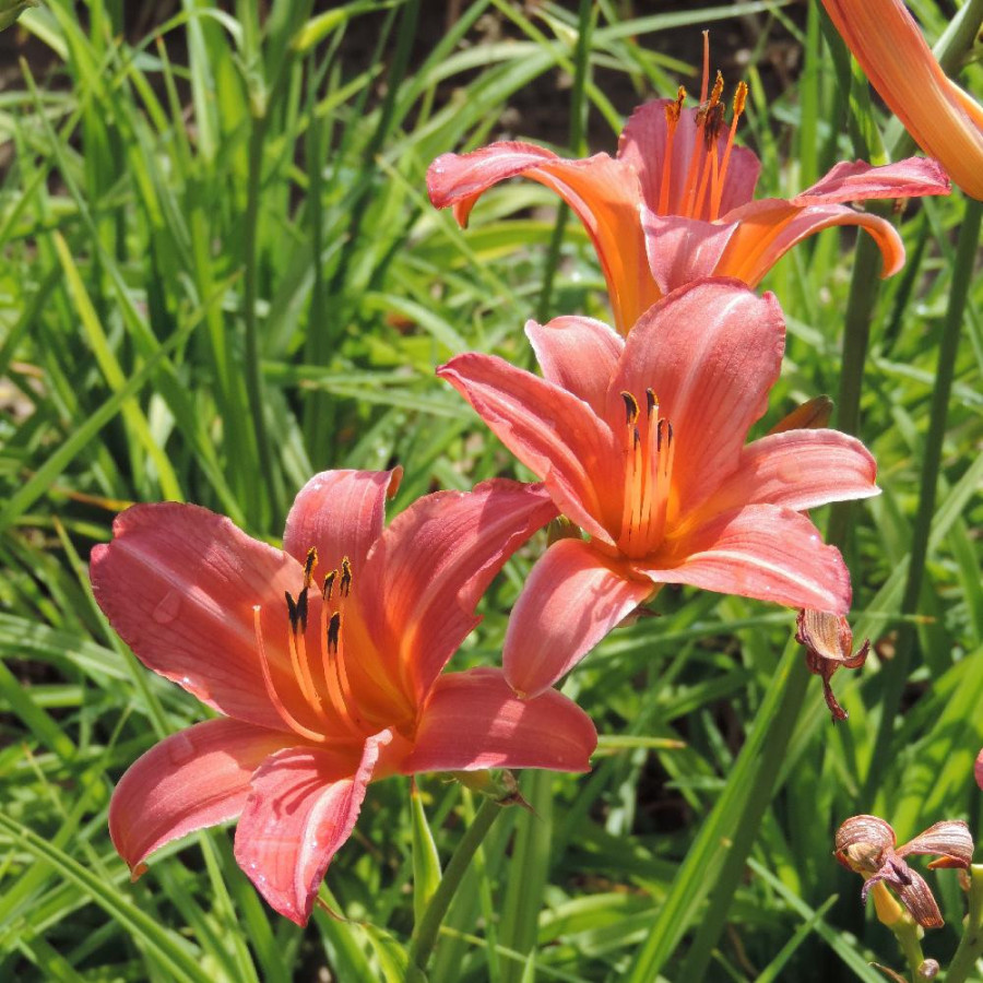 Plantes Vivaces HEMEROCALLIS 'Evelyn Claar' - Hémérocalle en vente - Lis d'un jour en vente - Pépinière Lepage .