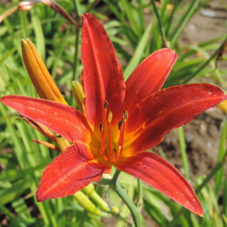 plantes-vivaces-hemerocallis-flambeau-hemerocalle-en-vente-lis-d-un-jour-en-vente-pepiniere-lepage-