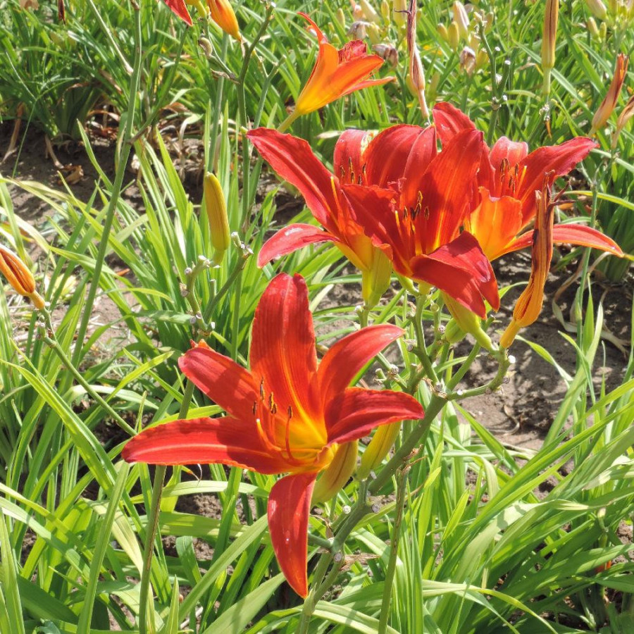 Plantes Vivaces HEMEROCALLIS 'Flambeau' - Hémérocalle en vente - Lis d'un jour en vente - Pépinière Lepage .