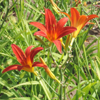 Plantes Vivaces HEMEROCALLIS 'Flambeau' - Hémérocalle en vente - Lis d'un jour en vente - Pépinière Lepage .