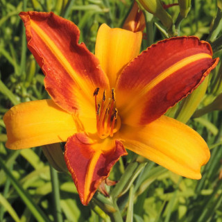 plantes-vivaces-hemerocallis-frans-hals-hemerocalle-en-vente-lis-d-un-jour-en-vente-pepiniere-lepage-