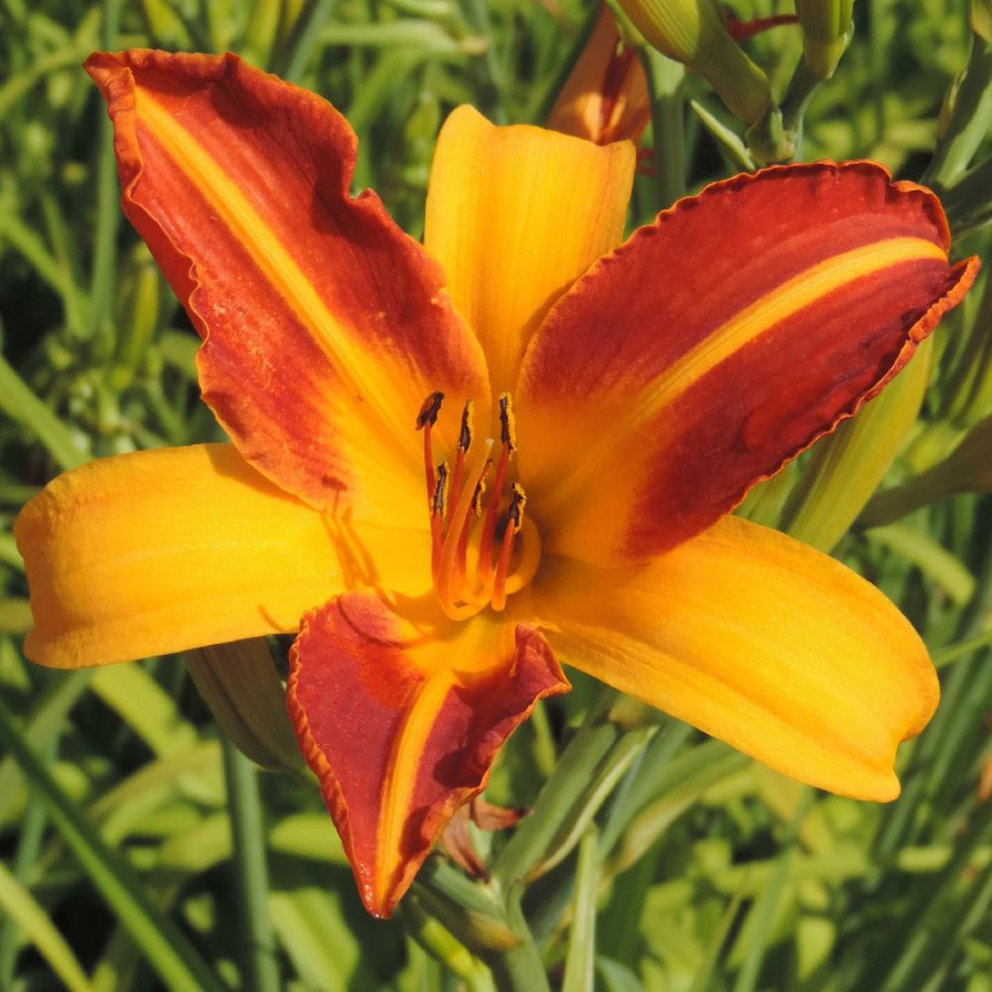 Plantes Vivaces HEMEROCALLIS 'Frans Hals' - Hémérocalle en vente - Lis d'un jour en vente - Pépinière Lepage .