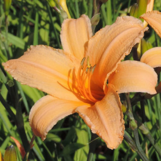 plantes-vivaces-hemerocallis-george-cunningham-hemerocalle-en-vente-lis-d-un-jour-en-vente-pepiniere-lepage-