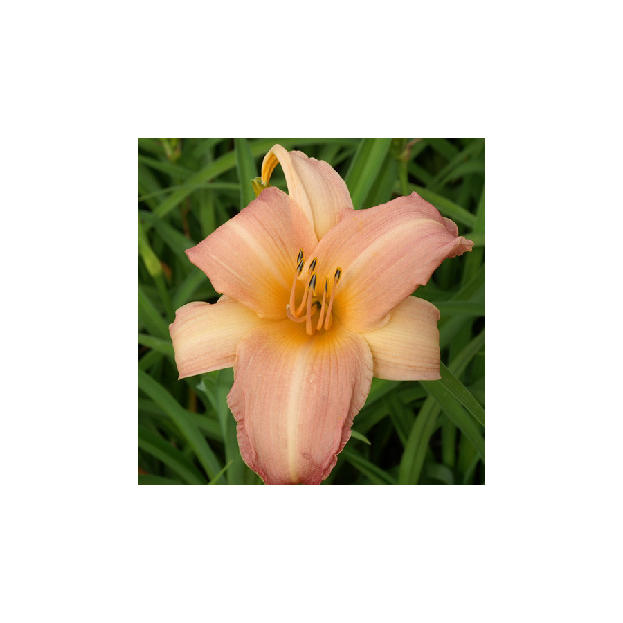 Plantes Vivaces HEMEROCALLIS 'Glistening Beauty' - Hémérocalle en vente - Lis d'un jour en vente - Pépinière Lepage .