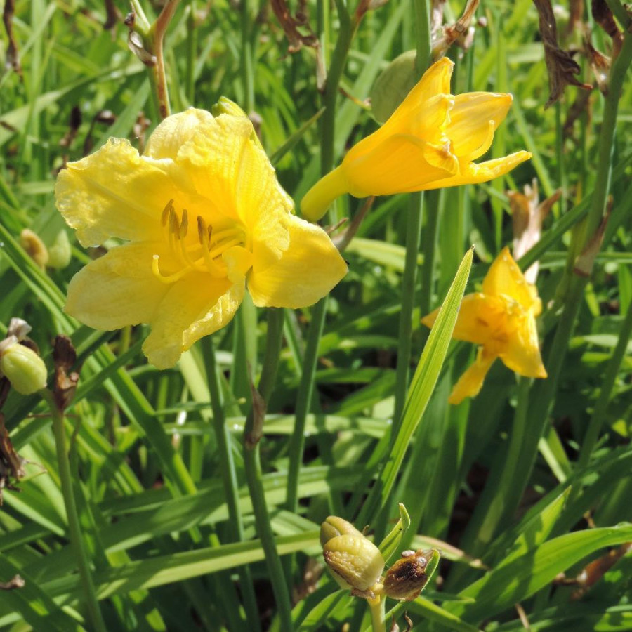plantes-vivaces-hemerocallis-happy-returns-hemerocalle-en-vente-lis-d-un-jour-en-vente-pepiniere-lepage-