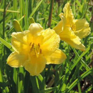 plantes-vivaces-hemerocallis-happy-returns-hemerocalle-en-vente-lis-d-un-jour-en-vente-pepiniere-lepage-