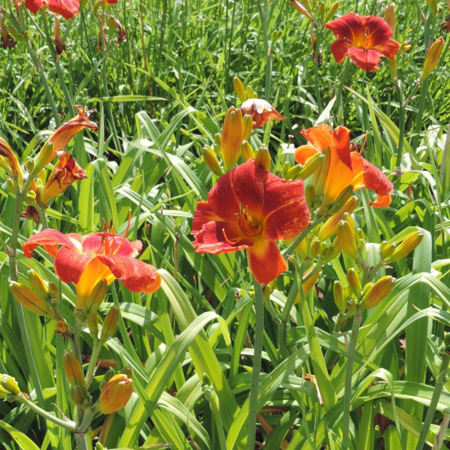 Plantes Vivaces HEMEROCALLIS 'Holiday Delight' - Hémérocalle en vente - Lis d'un jour en vente - Pépinière Lepage .