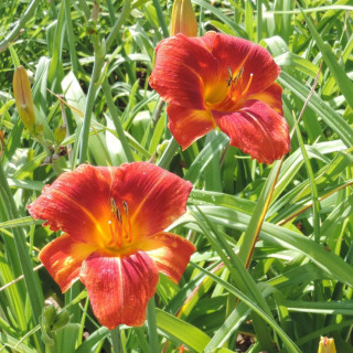 Plantes Vivaces HEMEROCALLIS 'Holiday Delight' - Hémérocalle en vente - Lis d'un jour en vente - Pépinière Lepage .