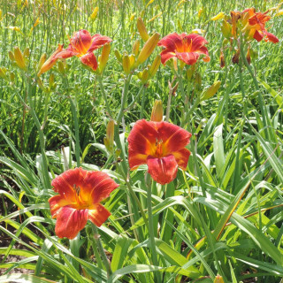 Plantes Vivaces HEMEROCALLIS 'Holiday Delight' - Hémérocalle en vente - Lis d'un jour en vente - Pépinière Lepage .