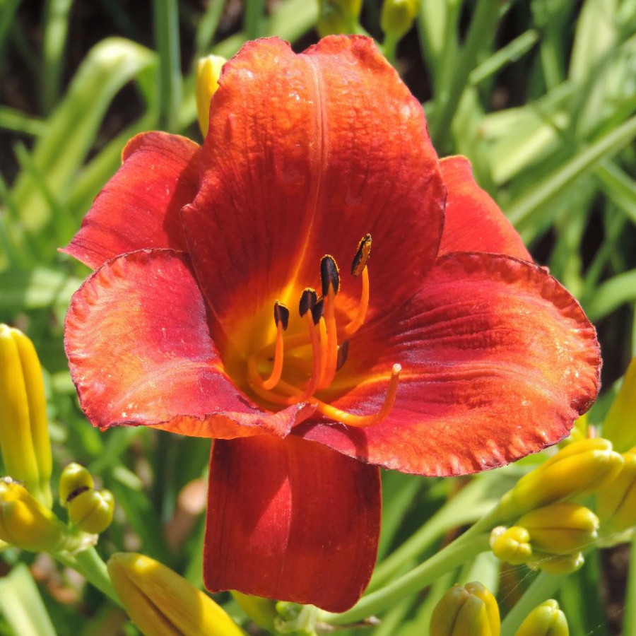 Plantes Vivaces HEMEROCALLIS 'Hot Town' - Hémérocalle en vente - Lis d'un jour en vente - Pépinière Lepage .