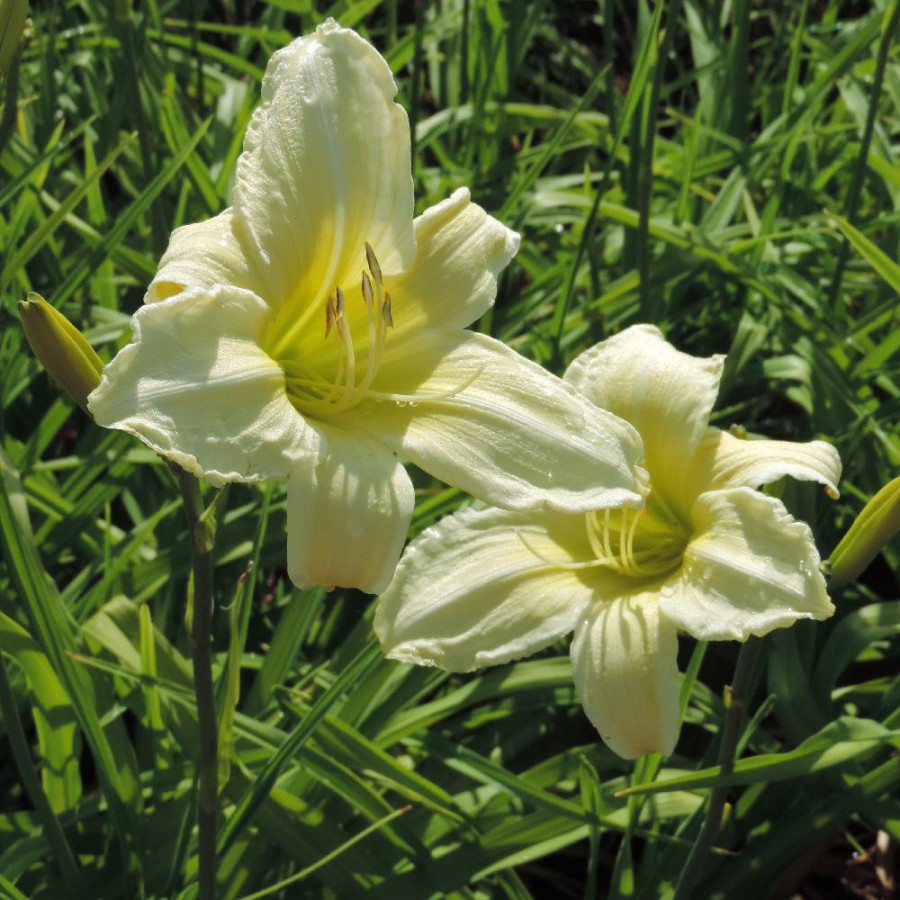 Plantes Vivaces HEMEROCALLIS 'Ice Carnival' - Hémérocalle en vente - Lis d'un jour en vente - Pépinière Lepage .