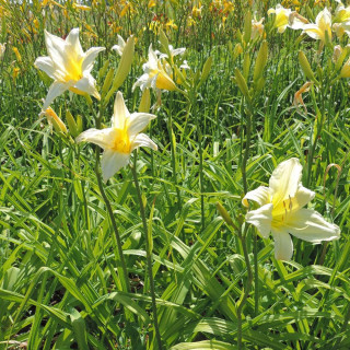 Plantes Vivaces HEMEROCALLIS 'Ice Carnival' - Hémérocalle en vente - Lis d'un jour en vente - Pépinière Lepage .